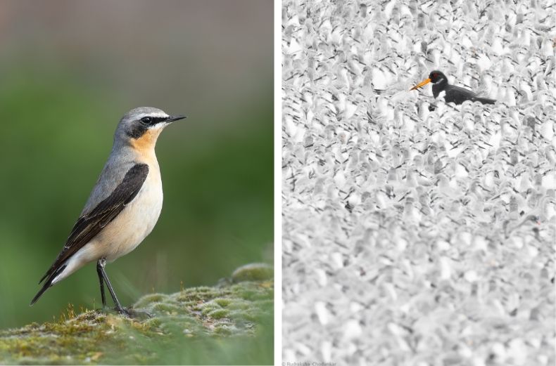 Side-by-side photos featuring a Northern Wheatear perched on a mossy rock and a black and white Oystercatcher with a bright orange beak standing amidst a large flock of blurred white birds.