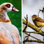 egyptian-goose-and-chiffchaff