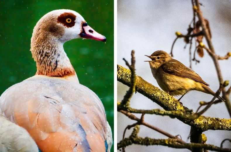 Side-by-side photos of a colorful Egyptian goose outdoors and a tiny chiffchaff bird perched on a branch in the spring