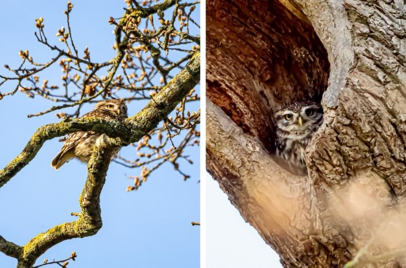 Side-by-side photos of a wild little owl sitting high up in a budding spring tree and nesting inside a tree cavity