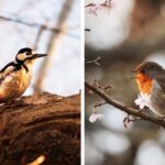 woodpecker-and-robin