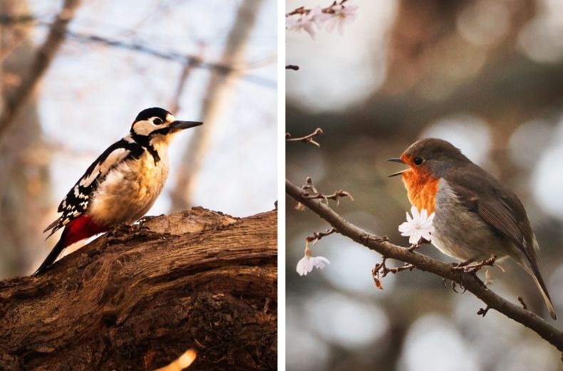 Side-by-side photos of a great spotted woodpecker on a thick branch and a singing red breasted robin on a flowering twig