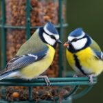 bird-feeder-problems-1