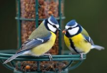 How to solve your bird feeder problems Blue tits on a hanging bird feeder