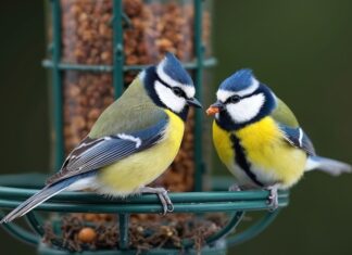 How to solve your bird feeder problems Blue tits on a hanging bird feeder