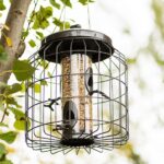 bird-feeder-problems-squirrel-proof-3