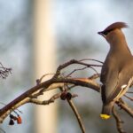 bohemian-waxwing