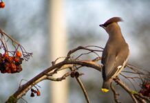 Featured Bird Watcher: Loz Whitaker Close-up of a Bohemian Waxwing with crest raised, perched among rowan berries.