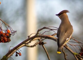 Featured Bird Watcher: Loz Whitaker Close-up of a Bohemian Waxwing with crest raised, perched among rowan berries.