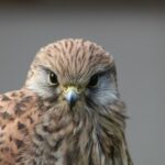 common-kestrel