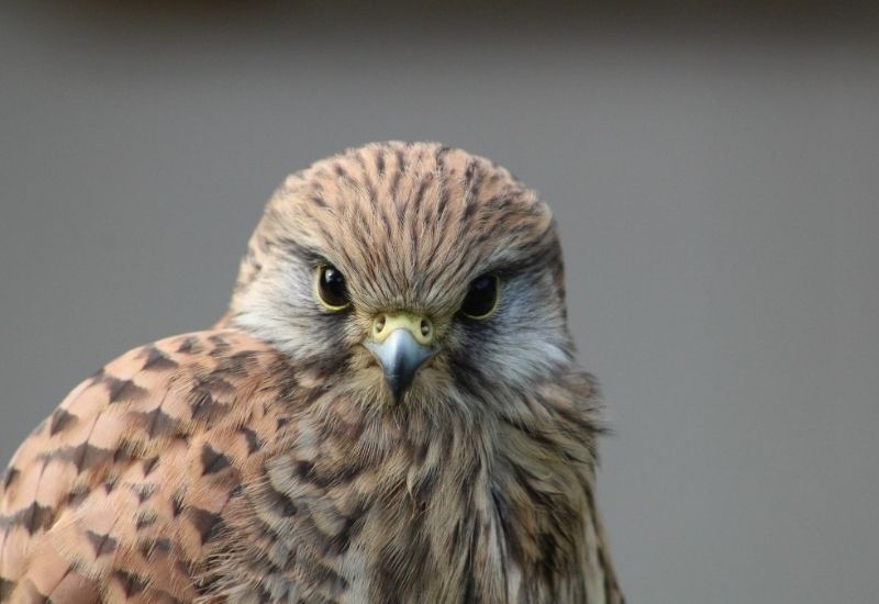 Close-up of a Common Kestrel with streaky brown plumage, staring directly at the camera.