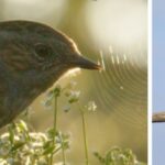 dunnock-and-eurasian-hobby