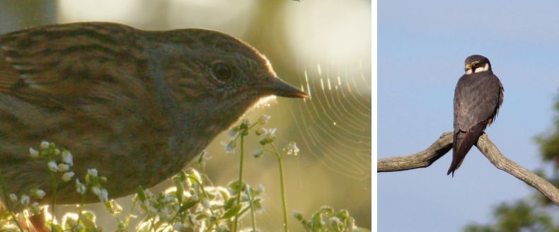 Close-up of a brown streaky Dunnock near white flowers and a spider web, and a Eurasian Hobby perched on a bare branch against blue sky.