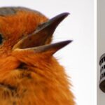 european-robin-and-starling