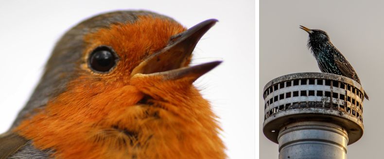 Close-up of a European Robin's orange face with beak open, and a Starling with glossy black feathers perched on a metal chimney cap.