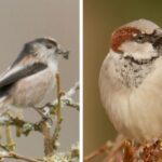 long-tailed-tit-and-house-sparrow