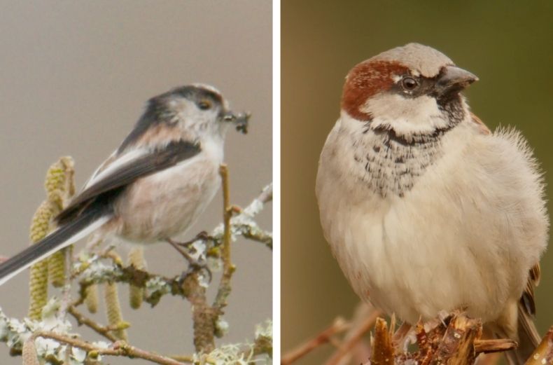 Long-tailed Tit with an insect in its beak, and a House Sparrow with a brown and grey head.