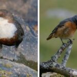 white-throated-dipper-and-redstart