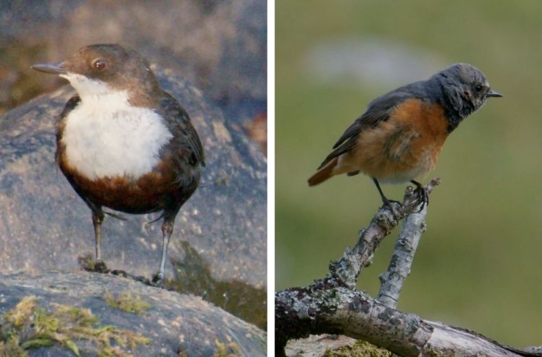 "White-throated Dipper on a riverside rock and Common Redstart perched on a branch, two UK garden and woodland birds side by side.